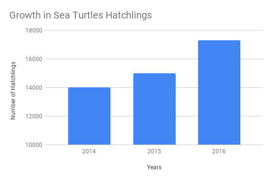 In the past 5 years, the hatchlings of #seaturtle are growing extremely, from 2014, about 14,000 have been hatchling to 2016, about 17,500 sea turtles have been hatchlings. Over the past 5 years, the hatchlings sea turtle have grown about 80%.
#KAStw #KASendangered