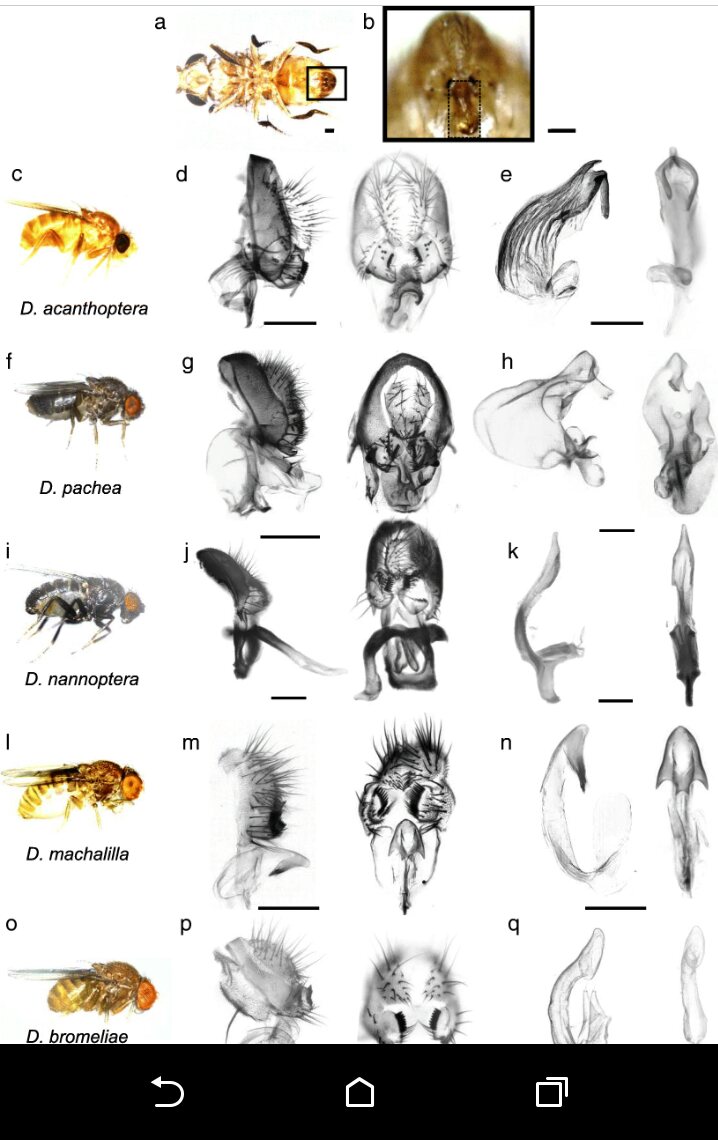 andrea_acurio's tweet image. Check our #newpaper #matingbehavior #Drosophila #asymmetry #YearOfTheFly @Lang32290607 @Biol4Ever
bmcevolbiol.biomedcentral.com/articles/10.11…