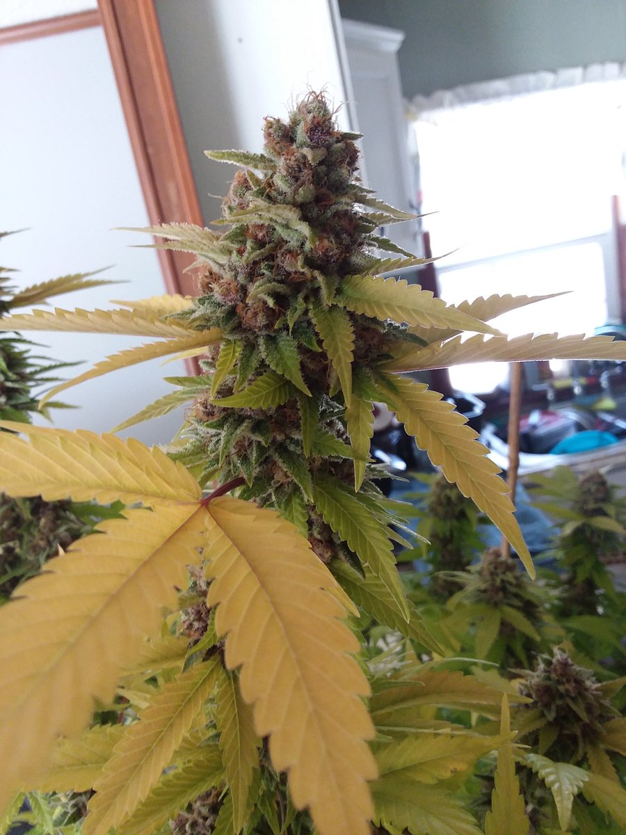 Melvanetics3's tweet photo. I love #MelsPunch I'm so glad I made it, because I get to grow tons of it! If your favorite breeder doesn't grow their own gear, why should you? #Melvanetics https://t.co/SwgM9ECdd3