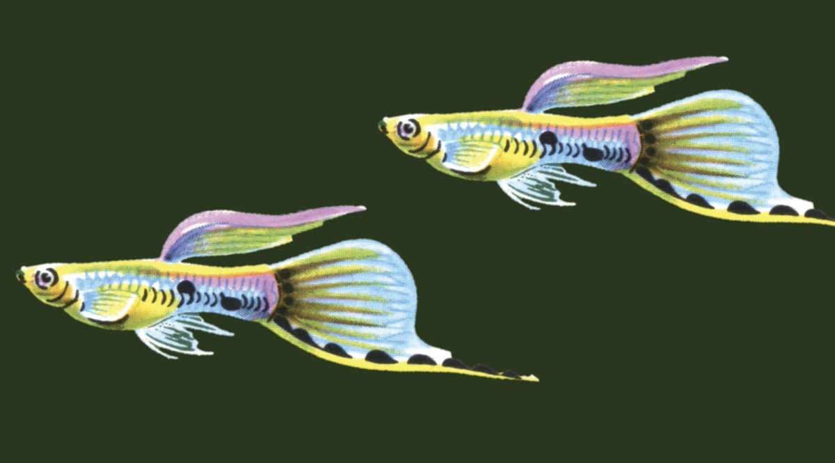 BBM_Wong's tweet photo. Come by my poster WE252 today at #SETACHelsinki to say hi and chat about our research on wildlife behavioural responses to pharmaceutical pollution. Look out for the giant guppies!
@SETAC_world @MonashBiol #MonashEcology #MonashEvolution #MonashFormFunction #BobWongLab https://t.co/uqdigTOfjk