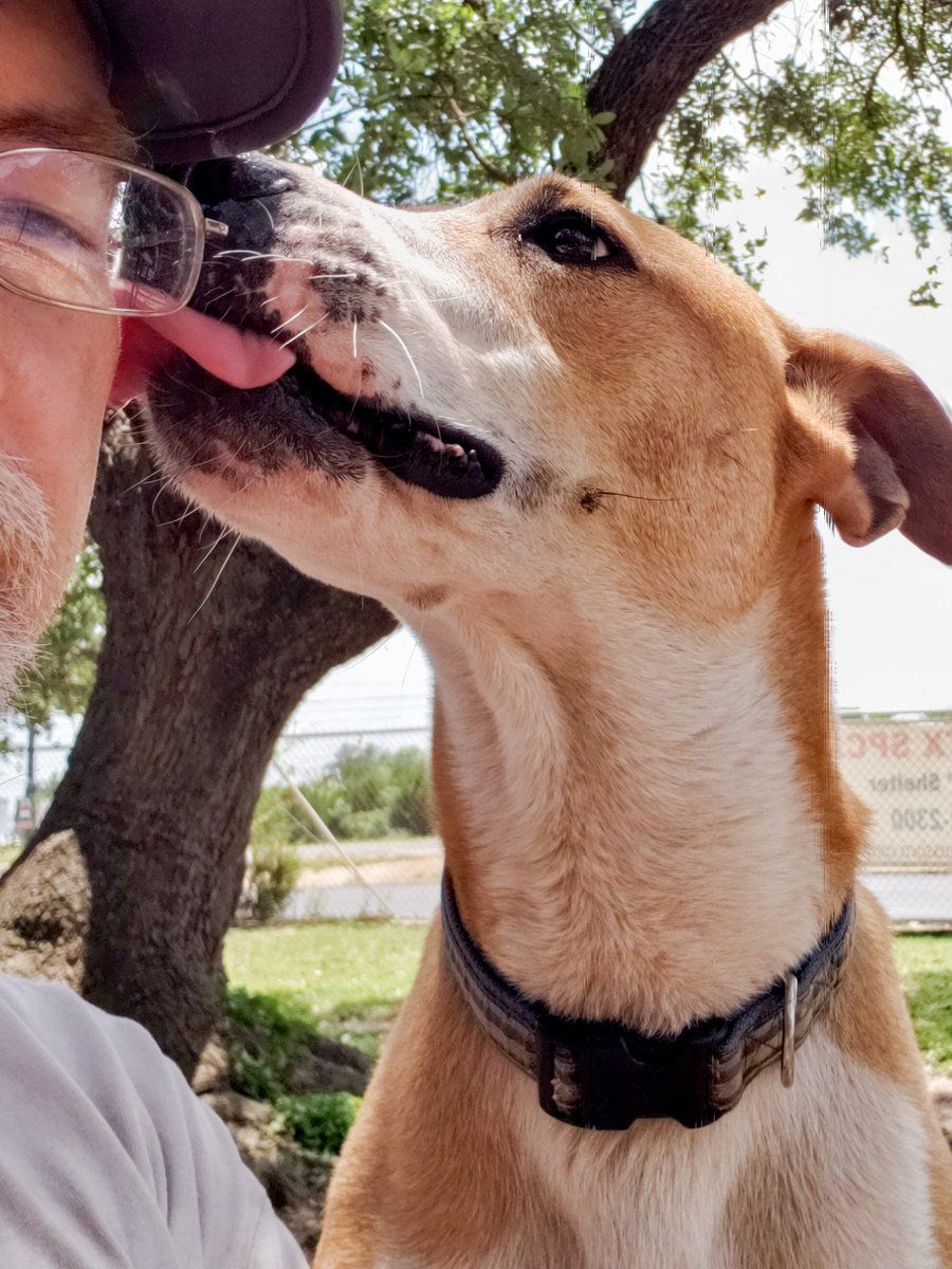 HeartofTxSPCA's tweet photo. It's #tongueouttuesday so Joel snuck in a kiss during a selfie with Shawn.
#adoptdontshop #dog #rescue #fairoaksranchtx #sanantonio #boernetx https://t.co/z1bv9vEBdX