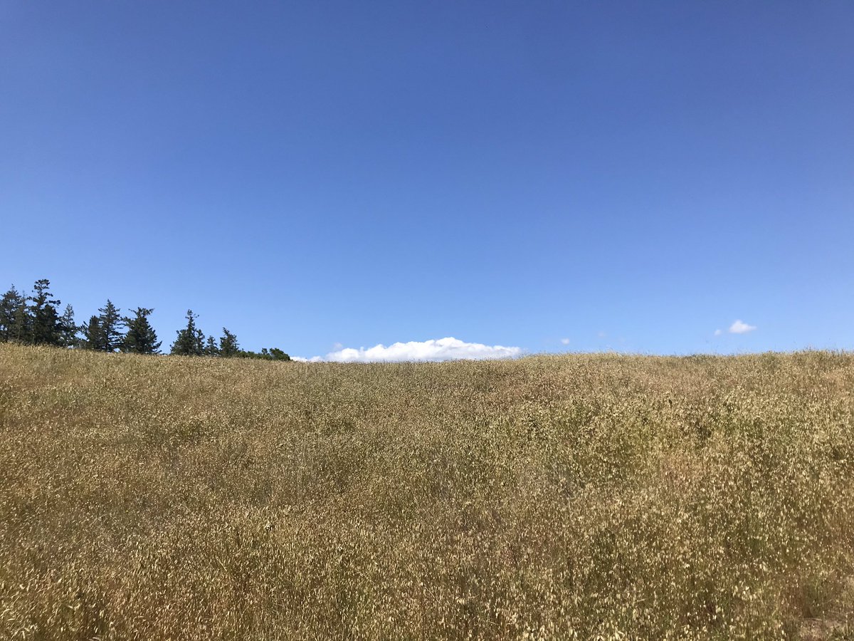 A bird sounds a single note
Another sends a cascade rippling through the quiet air
My ears hear peace #natureverse #naturemoment #naturepoem #natureismyteacher #pogonip #santacruz #spring #birdsong #tinyhousetheater