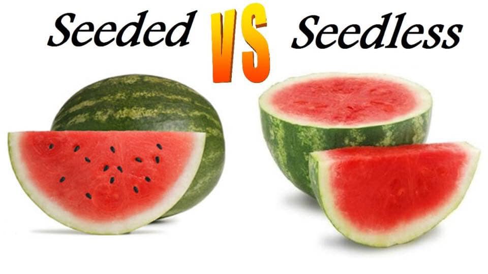 Seedless Watermelon