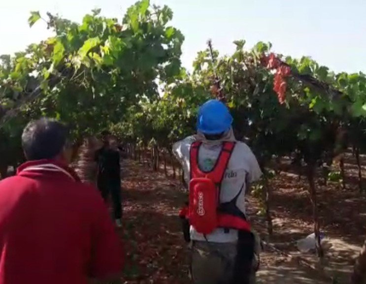 sobitec's tweet image. Powercoup/cabezal cortasetos, herramienta eléctrica de marca francesa INFACO te brinda un avance de hasta 700 m lineales para cercos vivos y hasta 1.5 has/hora para abrir ventana en vid sistema de conducción open gable. ¿Deseas más información? ¡Contáctanos!