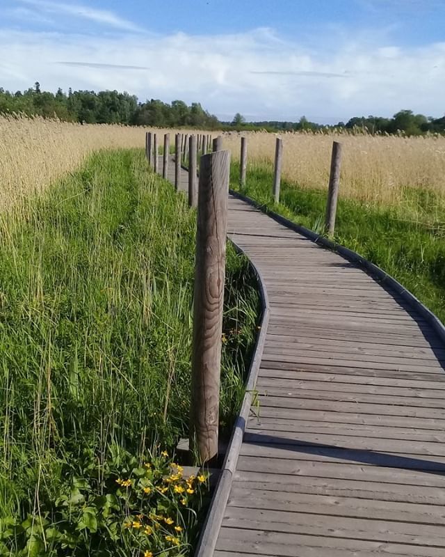 Went foraging in #lammassaari with @helsinkiwildfoods and @luckanhel Gorgeous walk and bird-spotting opportunities. Picked up a few tips for edible weeds and plants one can just get from nature. bit.ly/2XcJcbm