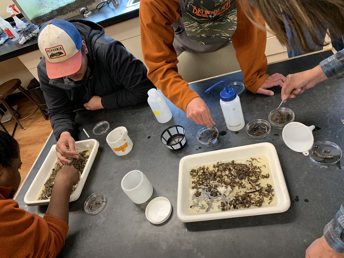 GypsyFishing's tweet photo. Aquatic Entomology, part of the #FlyFishing Guide program @CMCLeadville!
Day 1 we are identifying the bugs and stage of lifecycle in “bug soup”.
#matchthehatch #guideschool #CMcLeadville 🎣 https://t.co/3BvFPxEduN