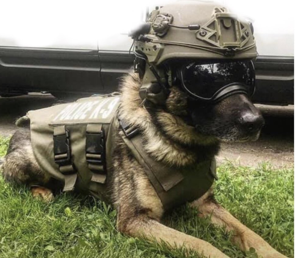 It’s sad that this is what we have had too do for these service k9s - outfit them with ballistics and some, to get the job done #protectourk9 #policedogs #ballisticvest #sheepdog #Policek9