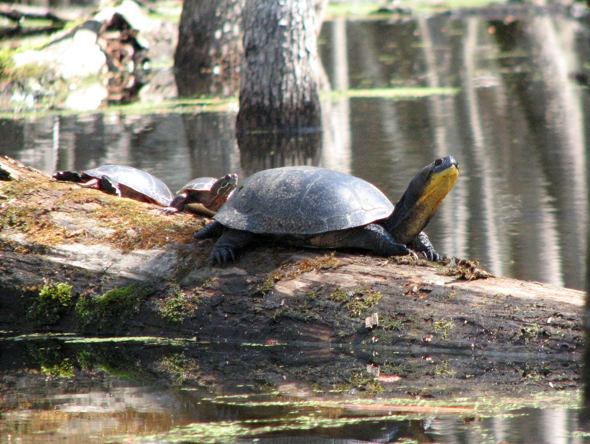 We’ve worked with partners to conserve important habitat near Belleville, Ontario! Preserving this area supports #MigratoryBirds and #SpeciesAtRisk, such as the Blanding’s turtle. Learn more ➡ ow.ly/7cBL50uruME  <a href="/NCC_CNC/">NatureConservancy.ca | Conservationdelanature.ca</a> #OurNature