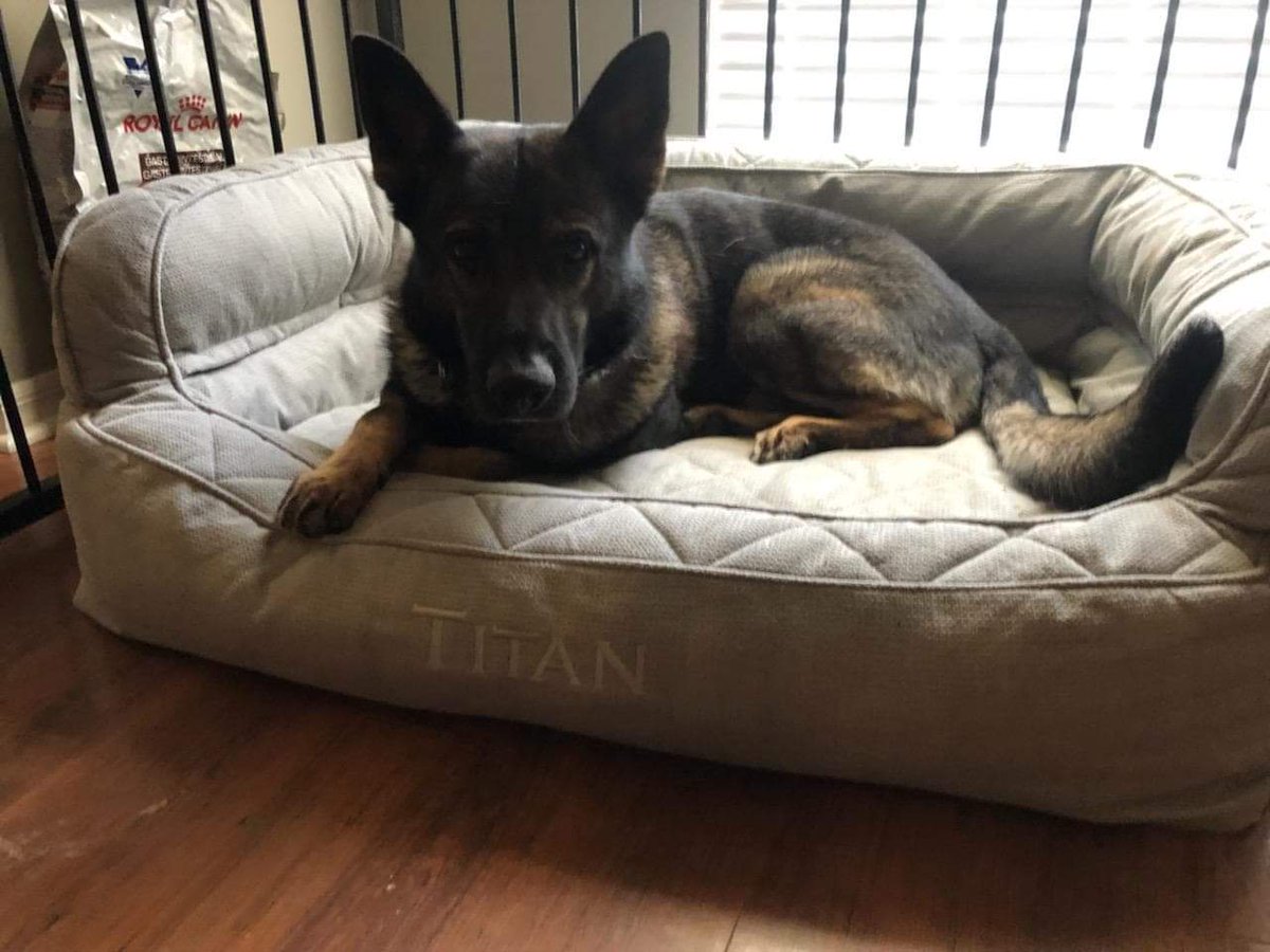 Vested Interest in K9s tweet media