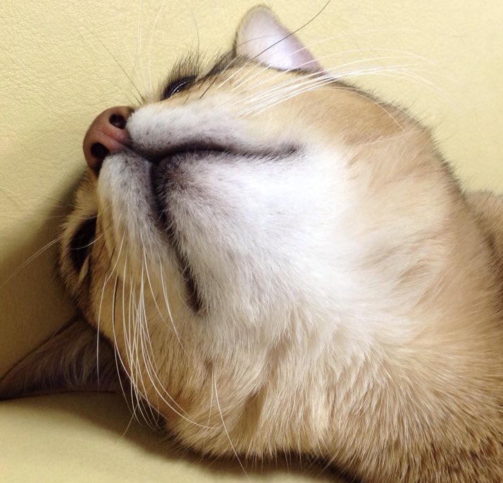 可愛くて可愛くて震える Twitter Search Twitter