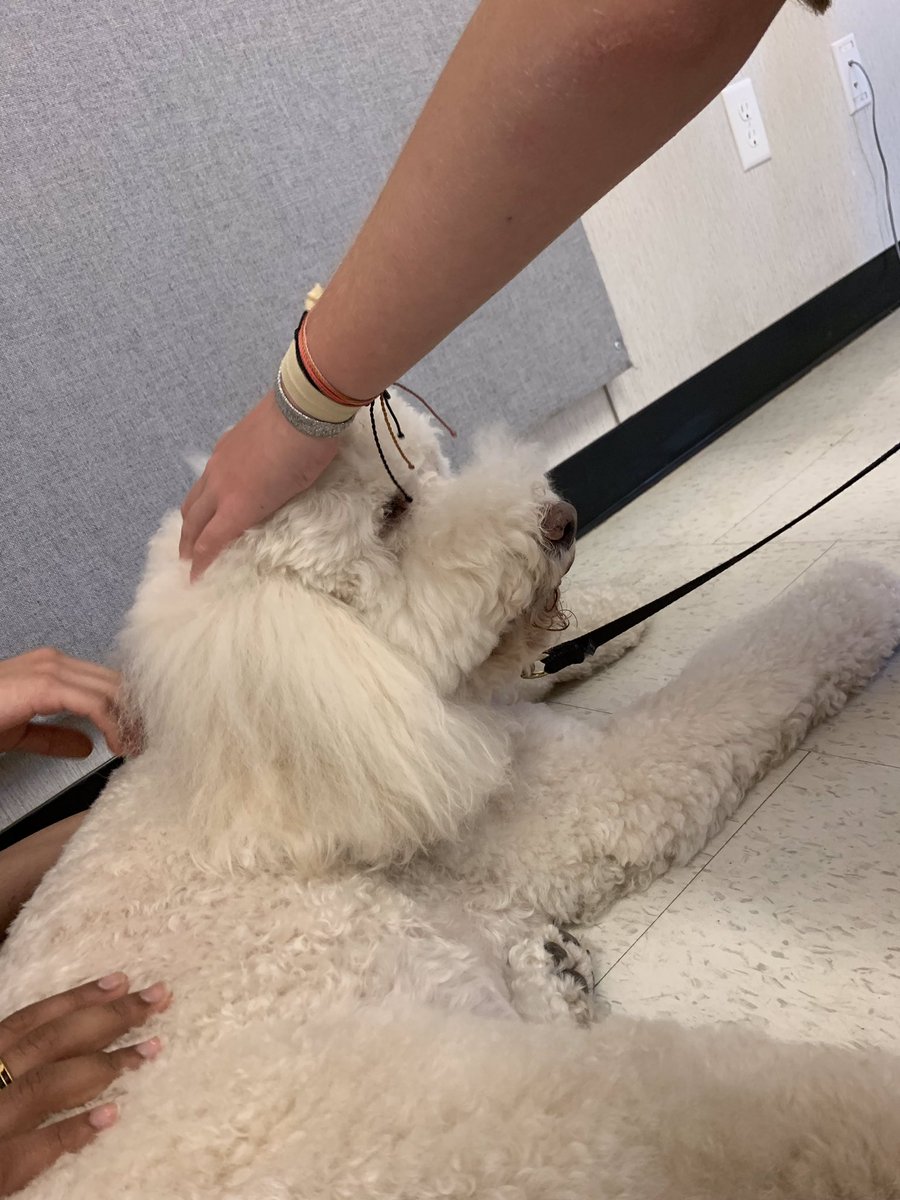 Admirals_PVL's tweet photo. Today we had stress relief dogs come in to hang out with students during SOL week! #apsgetinvolved #swansonadmirals https://t.co/phouOrJjZB