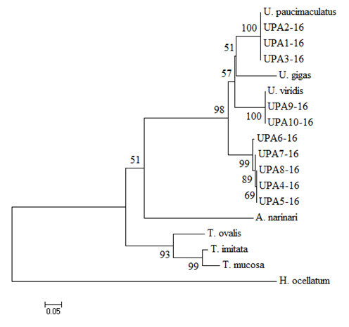 GStuddy's tweet photo. Just to do a small update on my Special interest project - my PCR worked and I edited my samples through Geneius. Then used MEGA and got this wonderful phylogeny ( + bootstrap). #sparsely-spotted stingaree https://t.co/HnquXYyCxZ