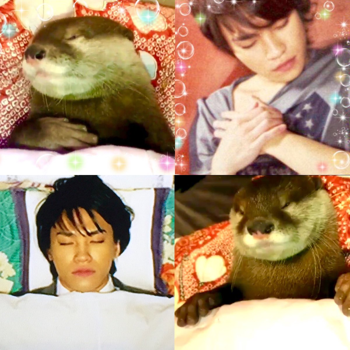 ニカるんるん Auf Twitter カワウソを守ろう ニカちゃんきっかけで カワウソ好きになったょ O 艸 でも トランクに赤ちゃんを詰め込まれて密輸する悪い人もいるんだってさ ニホンカワウソも野生は絶滅した 自然破壊も大問題 可愛い