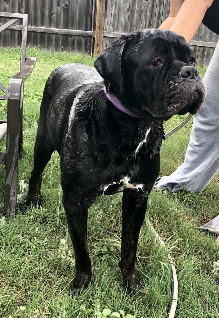 CoachMAlvarado's tweet photo. Khaleesi got herself a bath this weekend.... she absolutely hates it lmao!!!! #CaneCorso #GameOfThrones #GoTDog #GoTPets https://t.co/1IEtABoQpX