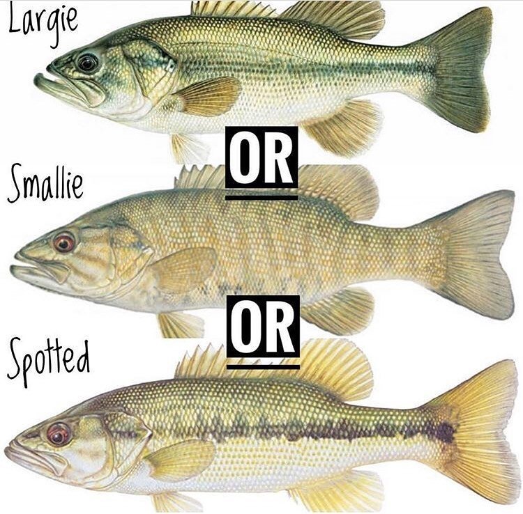 TrapperTackle's tweet photo. What's your preference? #TalkItUpTuesday! @TrapperTackle https://t.co/udHXHBbjfM