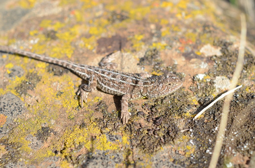 WildlifeSNPits's tweet photo. Behind the paper: taxonomy and conservation of grassland earless dragons https://t.co/PnmD5SVTLv https://t.co/YLLPRiSnAb
