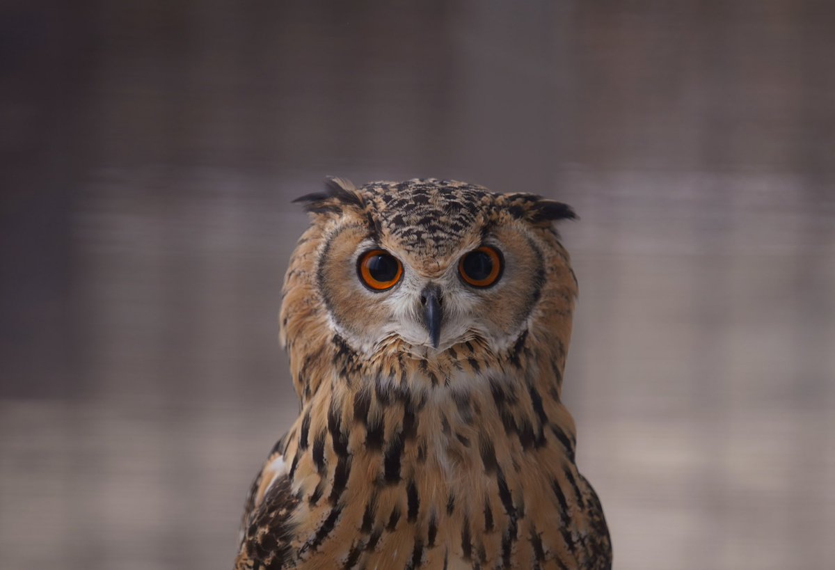 げんさんとガルー フクロウとミミズクの違いを覚えて帰ってね フクロウの中でも耳のような羽角があるのをミミズクっていうけど ミミズクも立派なフクロウだよ フクロウとミミズクは別の鳥って考えてる人が多いけど同じだからね ちなみに僕はベンガル