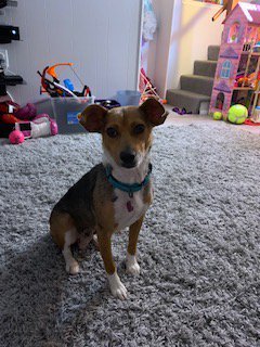 CHNpups's tweet photo. Support CHN by coming to River @RiverHillGrill  tomorrow Wednesday 5/29 from 5-8! This is Bonnie, our success story from being at My Pet Store and More she is now happy in her new home! Hope we have a successful story tomorrow! https://t.co/p2tW8ZaEla