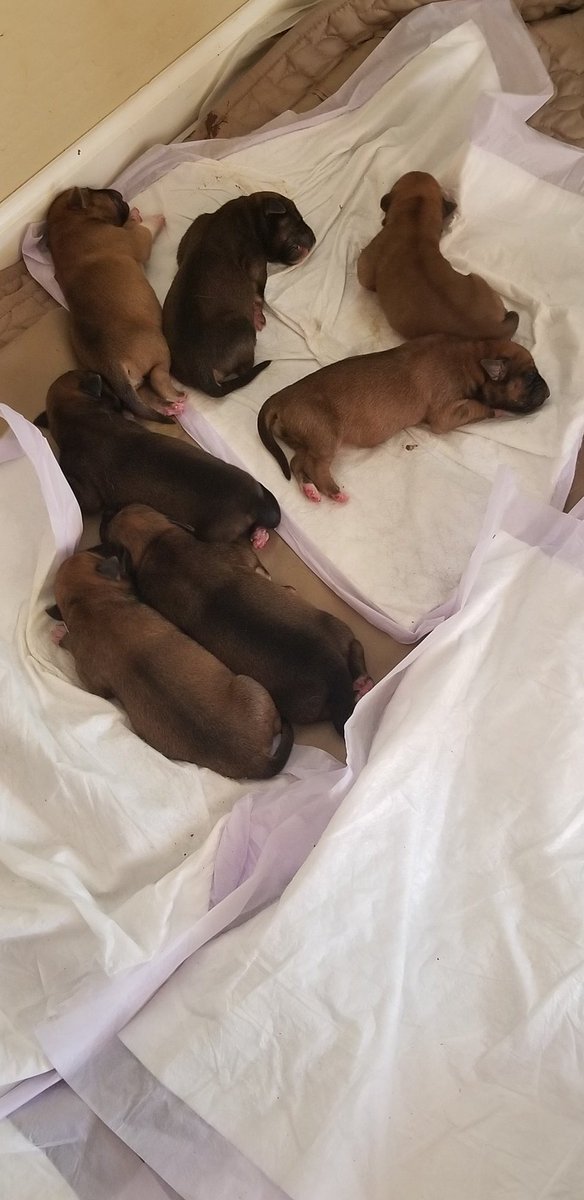 ryliekay22's tweet photo. Here's some puppy pics for ya ❤ https://t.co/63qhSheePt