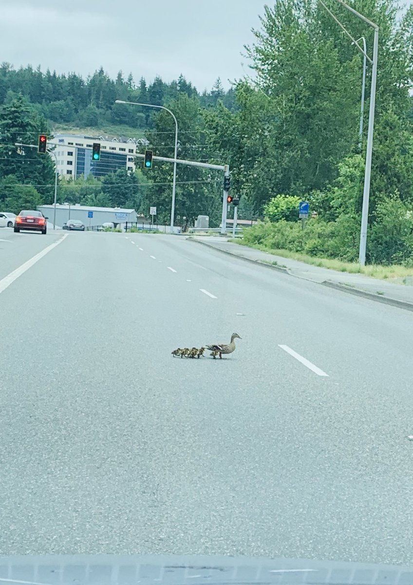faith in Sammamis-issy humans intact:), busy street and no complaints while mom and her kids  cross safely ❤️
