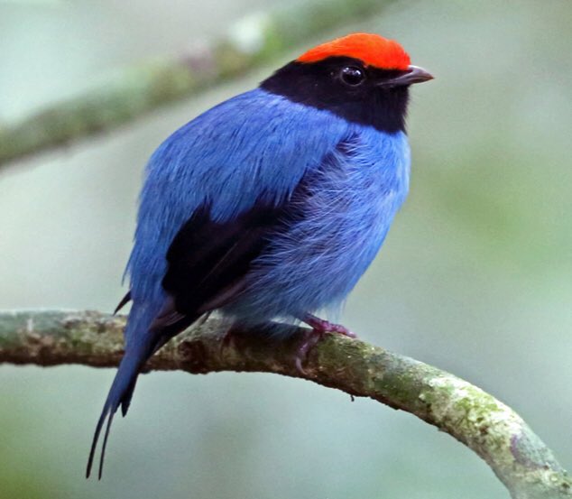 Dreamya44's tweet photo. Le #Manakin_À_Longue_Queue (#ChiroxiphiaCaudata) est une #Espèce de #Passereaux de la #Famille des #Pipridae. Il vit dans le Sud-Est de l'#Amérique du Sud : dans le Sud et le Sud-Est du #Brésil, au #Paraguay et dans le Nord-Est de l'#Argentine. https://t.co/XdQOFa940L