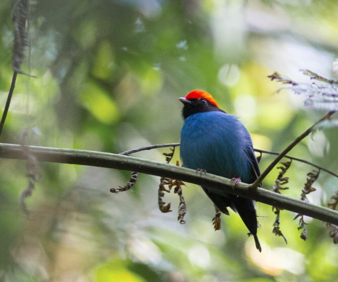Dreamya44's tweet photo. Le #Manakin_À_Longue_Queue (#ChiroxiphiaCaudata) est une #Espèce de #Passereaux de la #Famille des #Pipridae. Il vit dans le Sud-Est de l'#Amérique du Sud : dans le Sud et le Sud-Est du #Brésil, au #Paraguay et dans le Nord-Est de l'#Argentine. https://t.co/XdQOFa940L