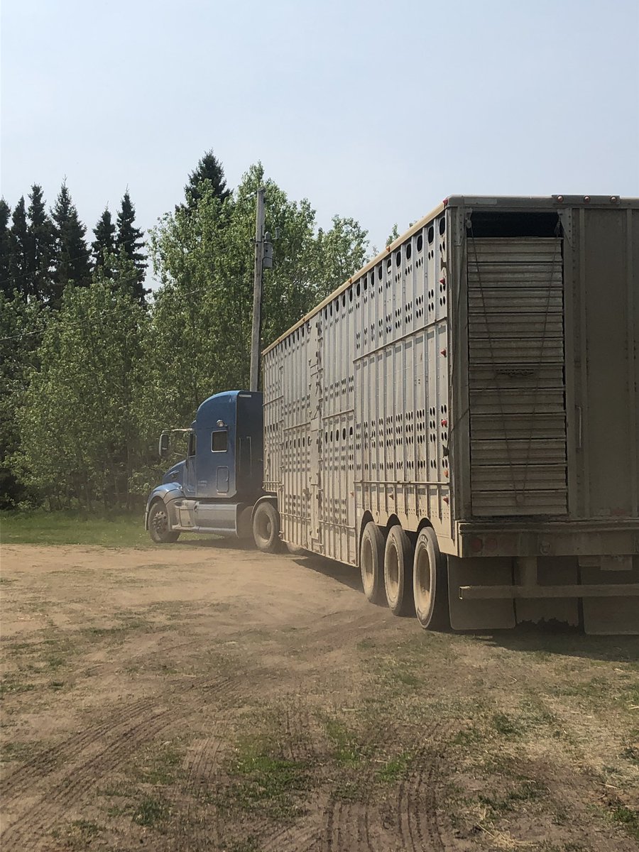 Lowry_3's tweet photo. See you in the fall girls 🐮✌️... now we pray for rain �� so they’ll make it to fall!! #weneedrain #pasturemove #3LFarms https://t.co/5xobGXJgDI