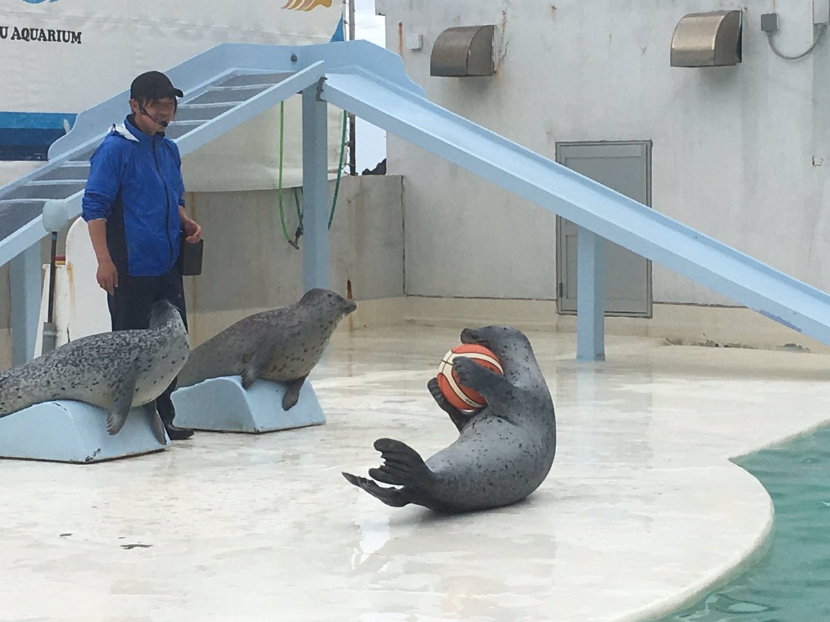 全く言う事を聞かないペンギンショーが逆に面白い Togetter 全く言う事を聞かないペンギンショーが逆に面白い Togetter