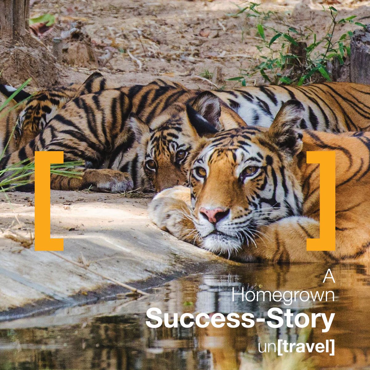 There were about 1400 tigers left in 2011. India was in for a shock and this helped the conservationists in getting the requisite help. In another survey conducted in 2015, the number of tigers was almost touching 2200.
#WildlifeConservation #PositiveImpact #SaveTheTiger