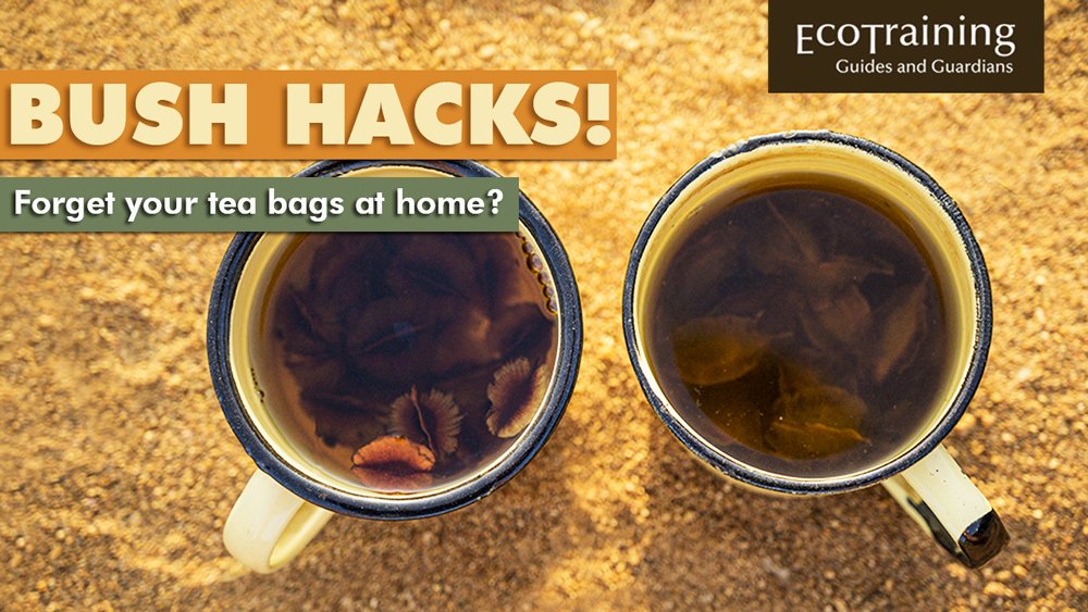 EcoTraining's tweet image. Instructor #MikeAnderson shows us how to make #tea in the #bush using #bushwillow seed. Watch our #LatestVideo to find out which tea is his favourite? youtu.be/FPREKVobXVo