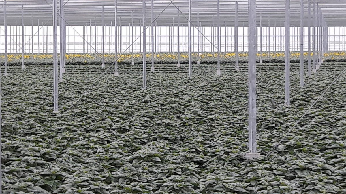 Currently in the greenhouse of <a href="/Apartus/">Apartus Mike Bruinen</a> in the Netherlands: the first flowers of Sunfinity start to pop-up!🌻 mysunfinity.eu/en