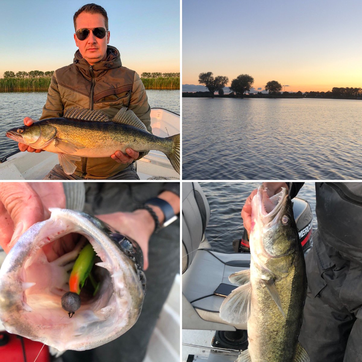 Jipjap86's tweet image. Gisteravond een paar mooie visjes gevangen 😀 @jojoelsprao #21stuks #zander #foxrage #snoekbaars