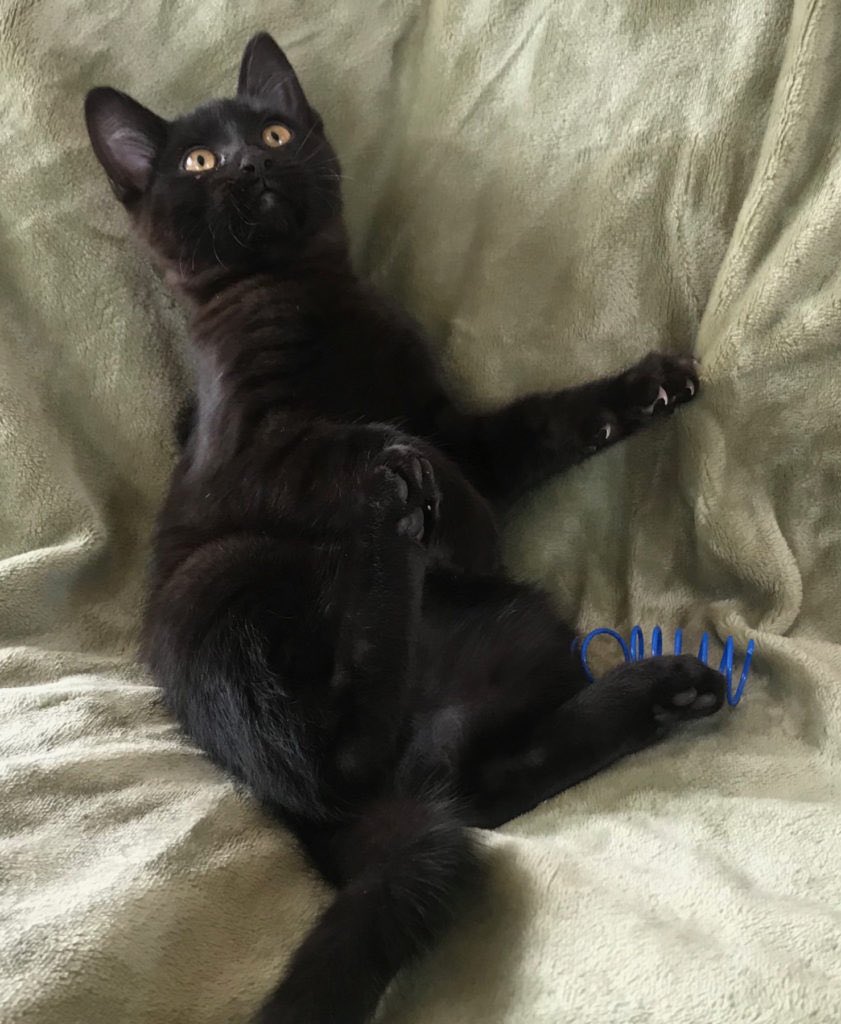 HappyCatsHaven's tweet photo. Playing with some cute kitten pictures tonight! https://t.co/aOGRngwuuP