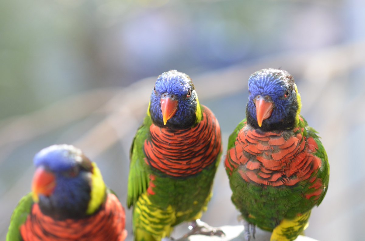 KimAnswers's tweet image. I'm entering the @audubonsociety +@canonusa #worstbirdpic sweepstakes