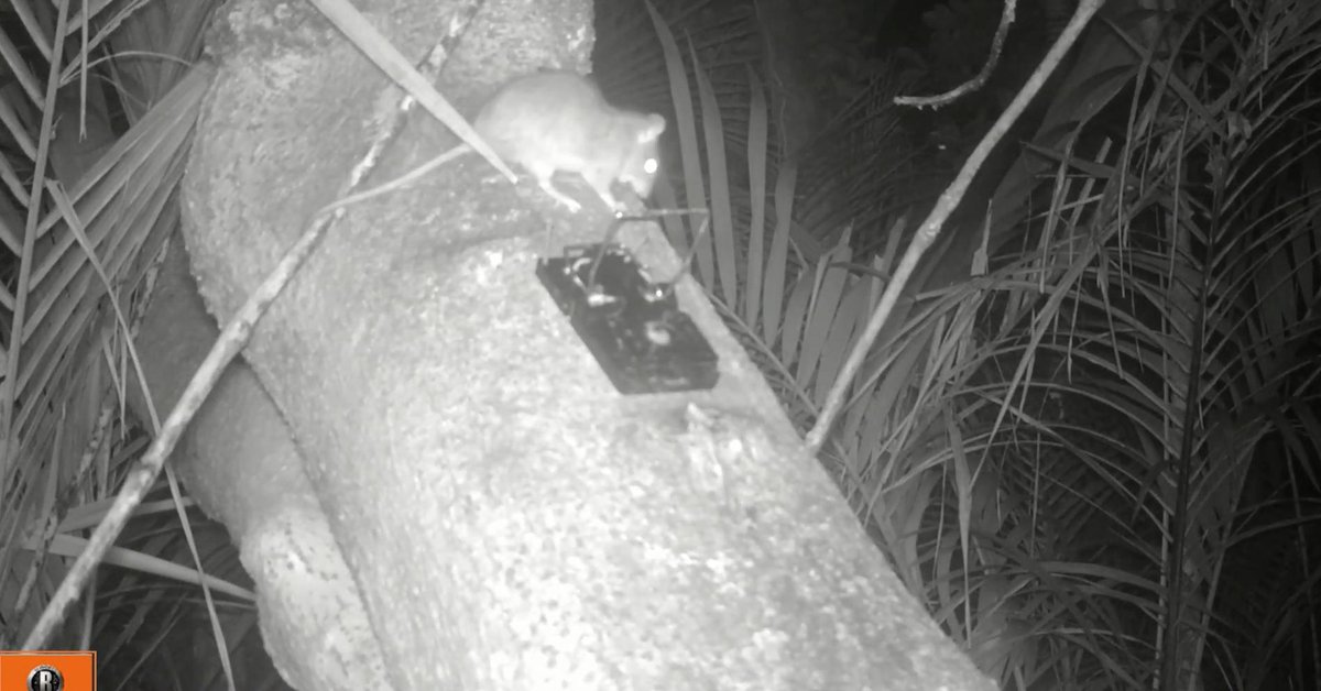 Cacophony Project tweet media