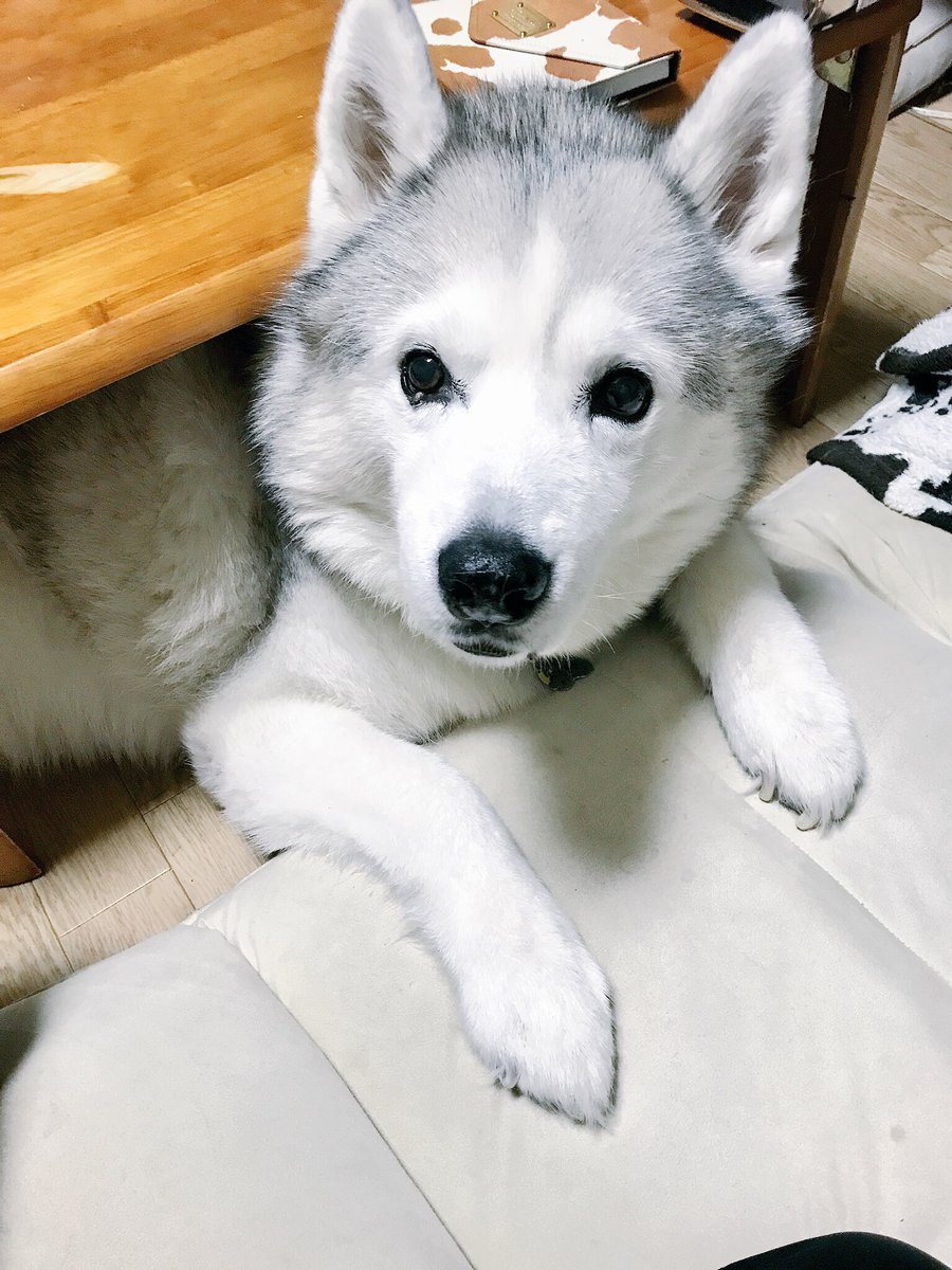 おやつの骨が食べたすぎてアホかわいいハスキーさんの動画 爆速のお手おかわりww よしって言ったあとのフリーズが Togetter おやつの骨が食べたすぎてアホかわいいハスキーさんの動画 爆速のお手おかわりww よしって言ったあとのフリーズが Togetter