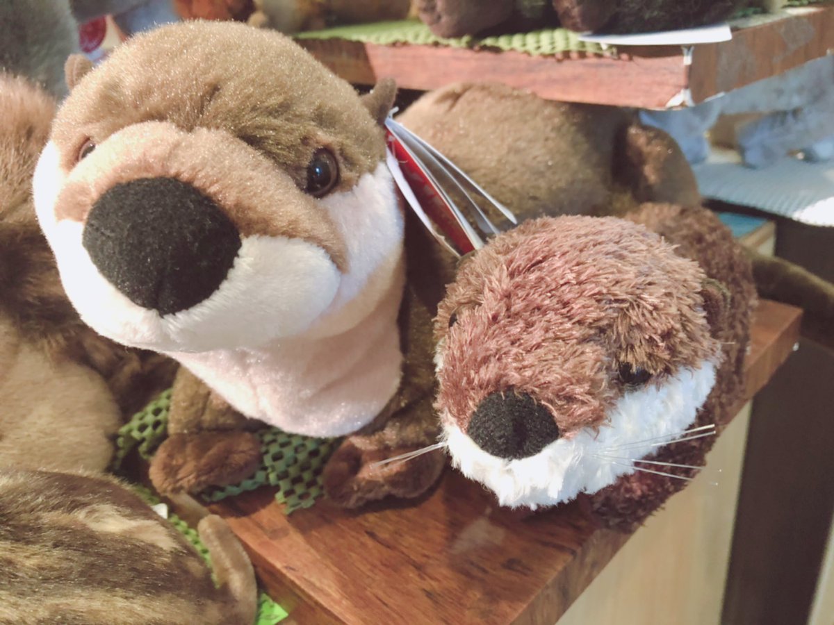そして、今日は #世界カワウソの日 ！ オフィシャルショップでは