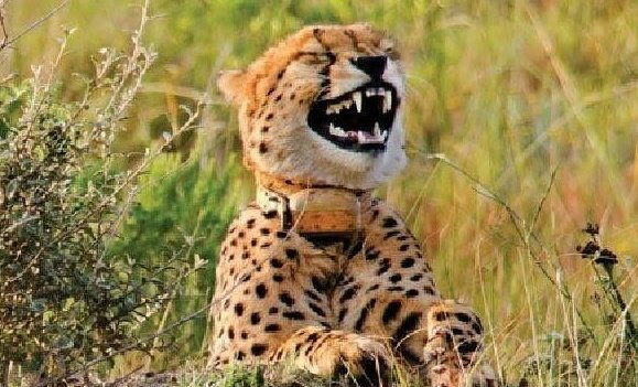 <a href="/GhettoRadio895/">Ghetto Radio</a> Boss man <a href="/MajimajiKenya/">MAJIMAJI</a> kila mtu ako na simu yake otherwise if you want to slim within one 1⃣ week chukua simu yangu 🤣 🤣 🤣 🤣 ndani ya rembo shuttle 🚀 nikielekea hustle niko locd
#Brekko