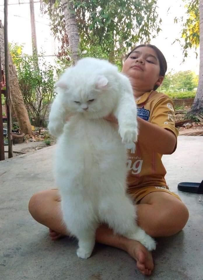 ไอเลิฟหนมแงวเลีย tweet media