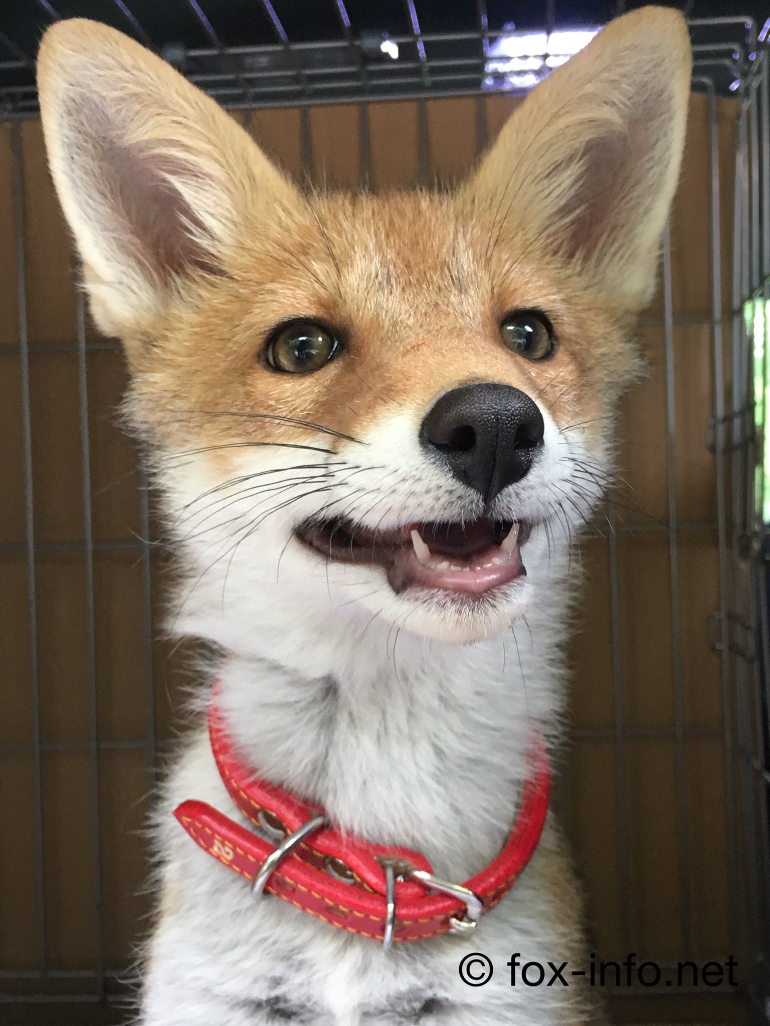 キツネ写真館 きつね飼養中 普通に首輪付けてる可愛いキツネに見えるけど これ 血で血を洗う激闘の末やっと取り付けた物なんだぜ ウソみたいだろ キツネは首輪ひとつ取ってもこの有様で もちもん躾ける事も出来ません なので 気軽に飼いたいなどと