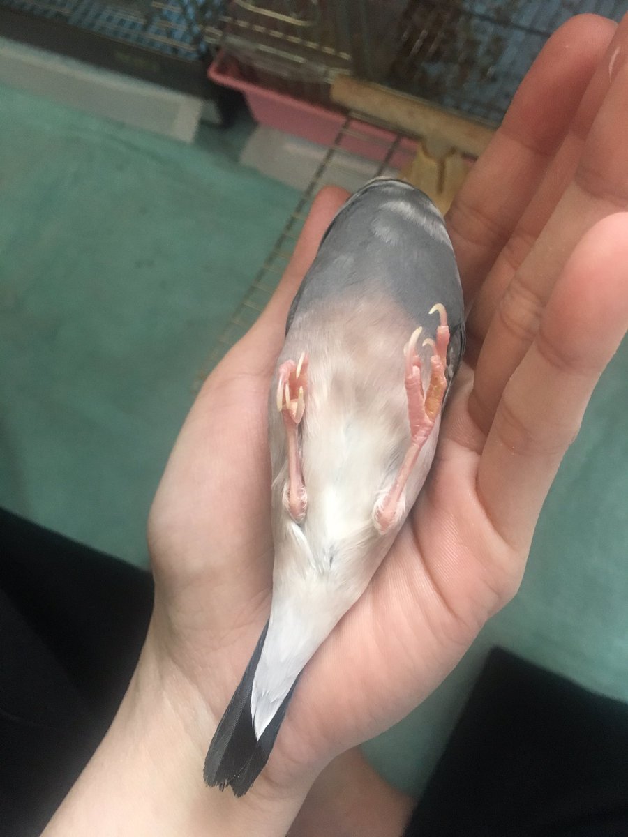 椿猫 Twitterren これは最早死んだフリ 文鳥 桜文鳥 Buncho 椿猫さんちのちゅんちゃん ニギコロ