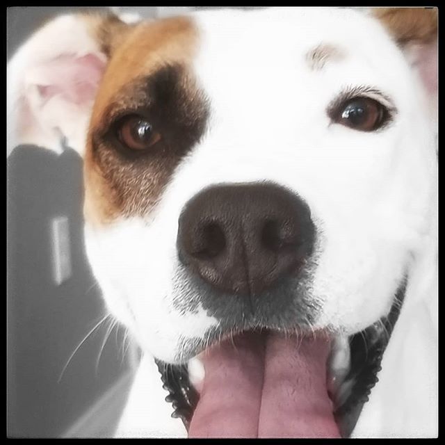 #boopmynose ... Actually please don't. My body belongs to me.
.
.
#bekind for everyone you meet is fighting a hard battle.
.
Support the Green New Deal and Carbon Pricing
.
.
 #mutt #puppy #جرو #boxermix #petstagram #כלב #doglife #dog #plannedparenthood #progressive #かわい…