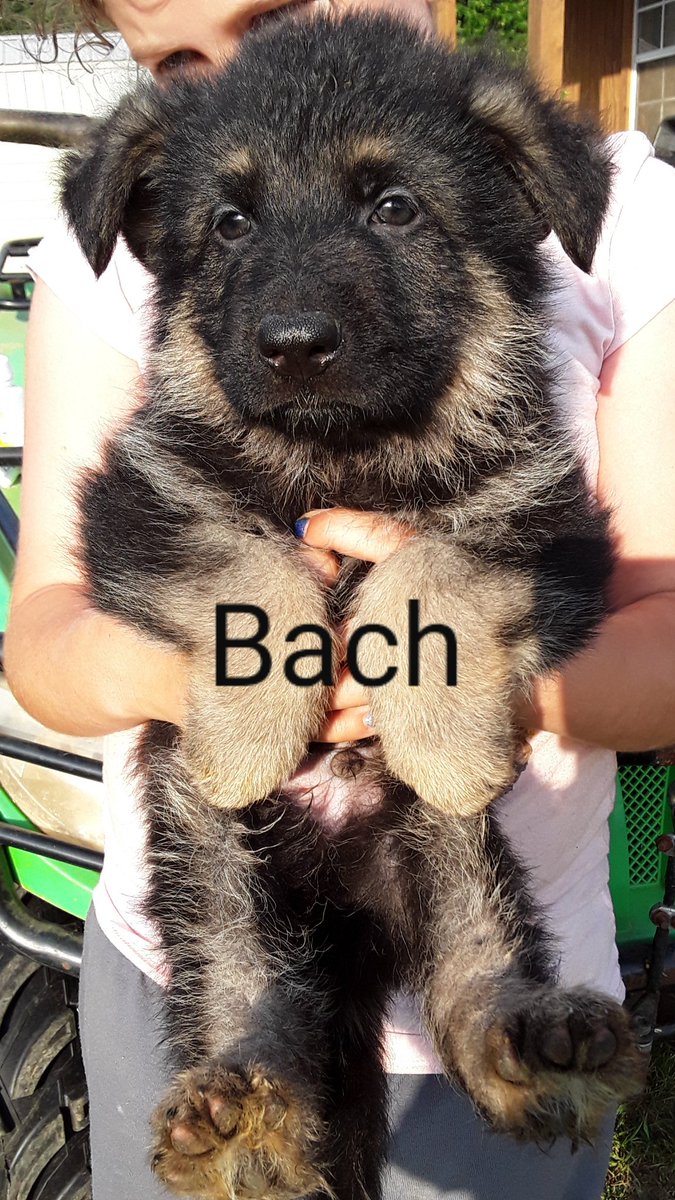 pigeon ridge german shepherds