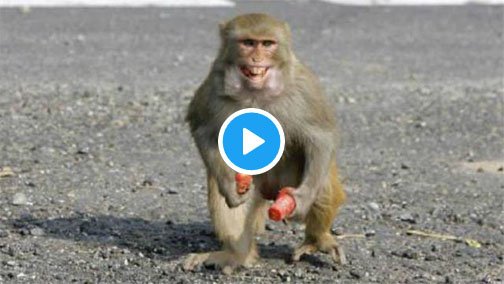 salafigarislucu's tweet image. Si monyet ketipu HAHAHA