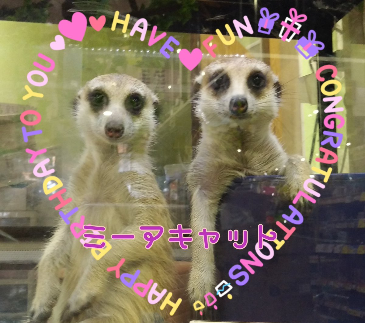 珍ペット 珍ペット