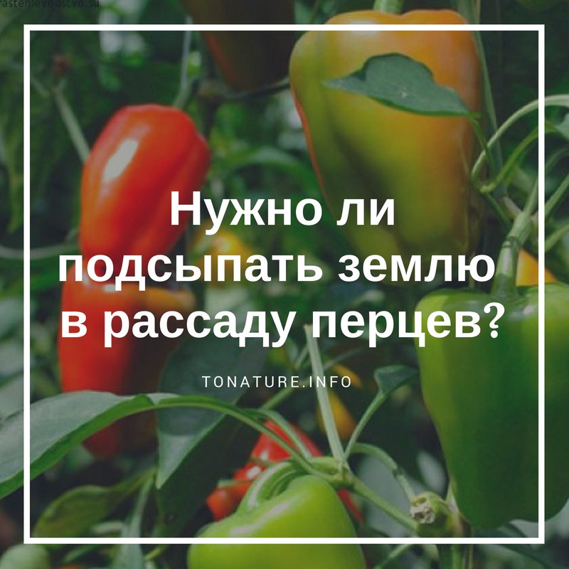 НУЖНО ЛИ ПОДСЫПАТЬ ЗЕМЛЮ В РАССАДУ ПЕРЦЕВ?

tonature.info/nuzhno-li-pods…

#toNatureInfo #Растения #Огород #Перец #РассадаПерца #ВыращиваниеПерца #УсловияДляПерца #Дача #Садоводство