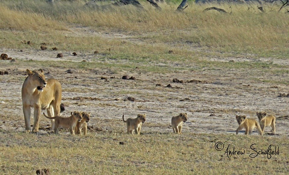 Destination_Zim's tweet photo. Always beautiful to see! #Hwange  📷Andrew Schofield https://t.co/O2uimfUpTk