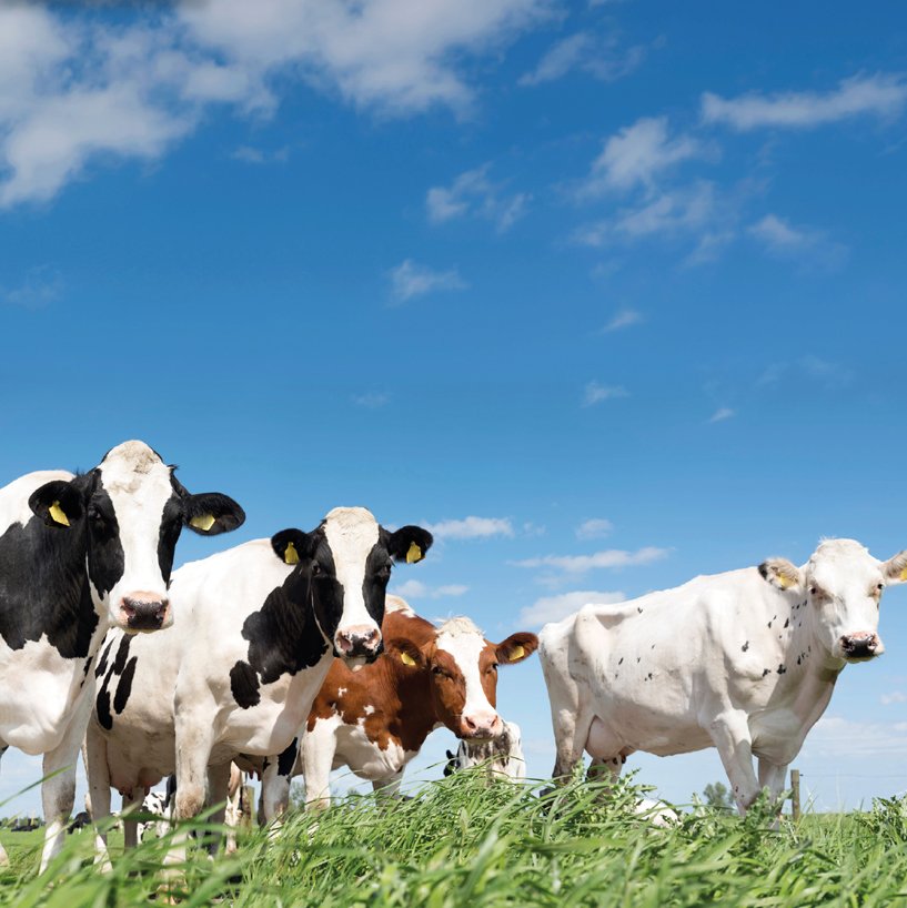 “Soil is your capital. You need to grow it, not spend it.” #Dairy farmer Rob @herbalpastures manages his #grazing pastures with a focus on #carbonbuilding & #soilhealth. Read the full story in the #EIPAgri brochure sustainable #livestock #farming: ow.ly/BzQ750m9Rgc