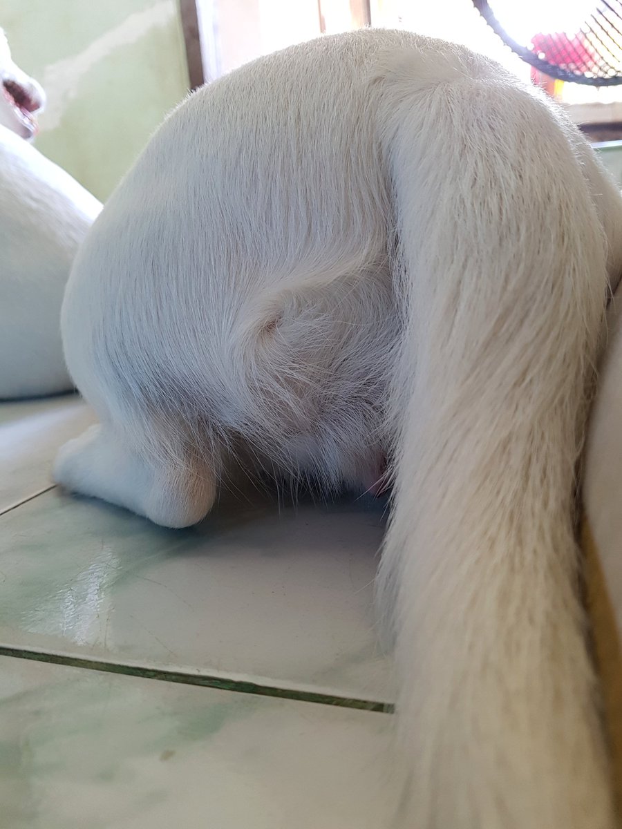 eurosaurus's tweet photo. ทำไม เวลามานอนด้วย ต้องหันตรูดมาใส่หน้าแม่ตลอดเลย
#ไอ้หมูเป @eurosaurus https://t.co/WdFBL5MgwC