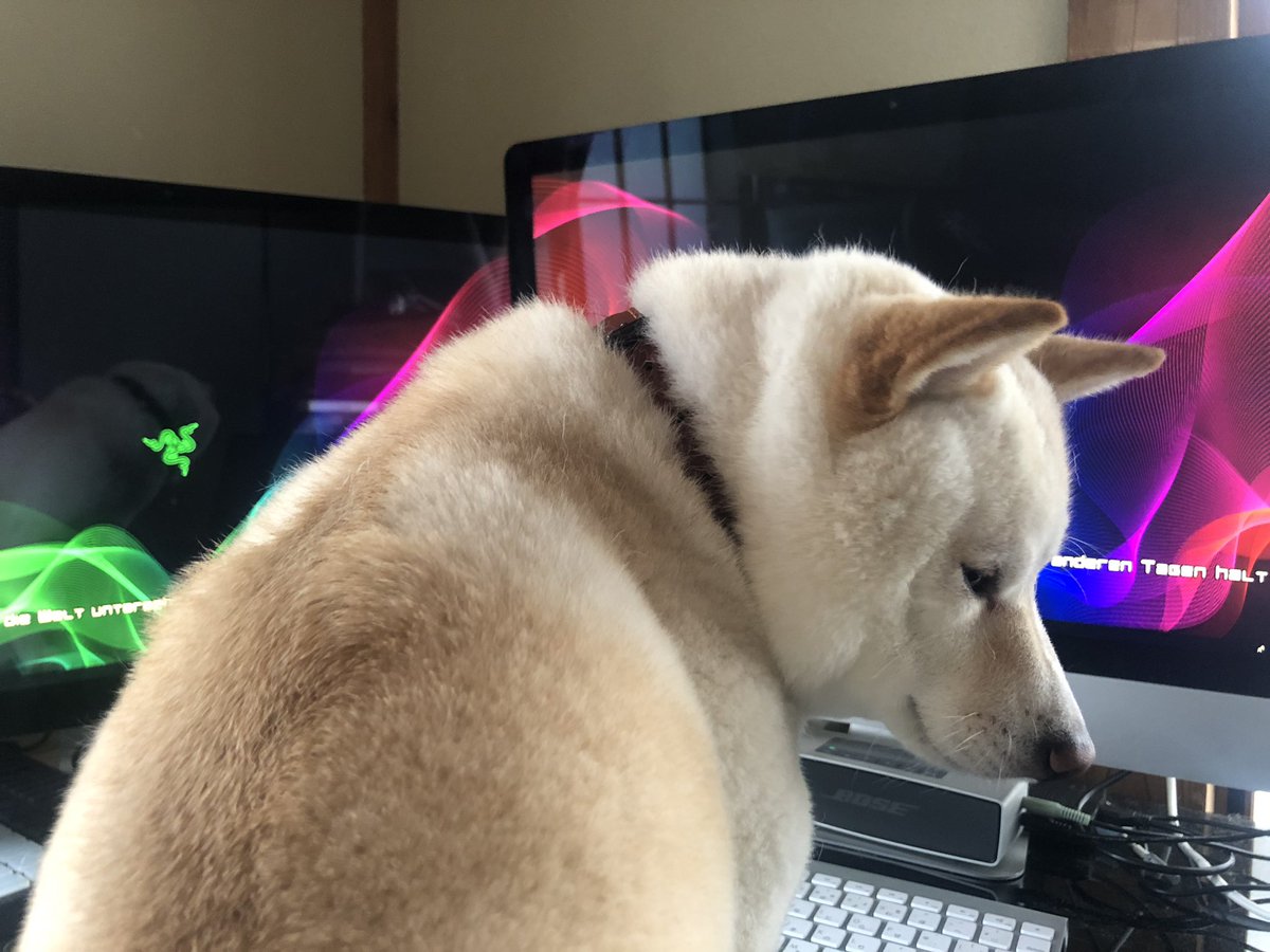 pixel_tera's tweet photo. Working from home is kind of distracting 😂 #dog #shiba #labrador #mix #cute #instadog #mameshiba #犬 #芝 #豆柴 #ラブ #ミックス #雑種 https://t.co/NMUGuT0P6k